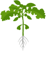 Розвиток розетки листків (BBCH-19-20)